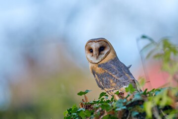 A sits on a wall covered in ivy. A beautiful barn owl in the nature habitat. Tyto alba