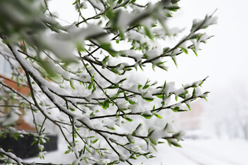 Spring Green Leaves Covered in Fresh Snow on a Snowy Day