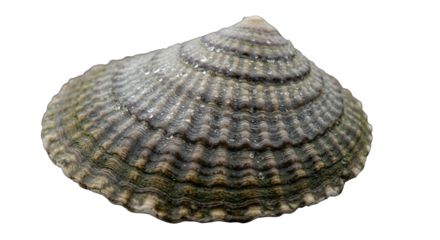 Giant Conch Shell Isolated on Transparent Background Detailed View of Shell Texture and Color