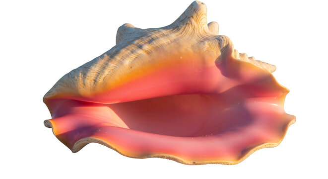 An exquisite large queen conch seashell, showcasing its vibrant pink aperture and spiral form with realistic lighting, isolated on transparent background
