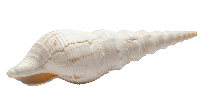 A detailed macro shot of a long, spiraled, conical seashell with sharp ridges and a pointed tip, under realistic lighting, isolated on transparent background