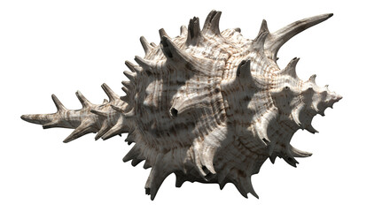 Spiky Seashell Isolated on Transparent Background