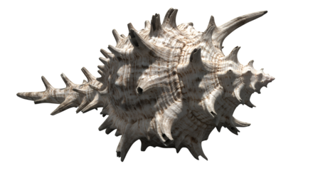 Spiky Seashell Isolated on Transparent Background