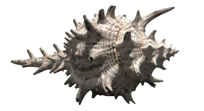Spiky Seashell Isolated on Transparent Background