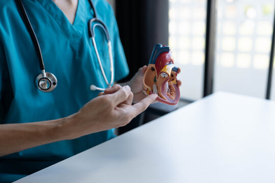 Doctor holding and exemine heart model - Powered by Adobe