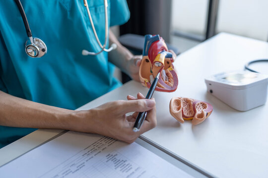 Doctor holding heart model and using pen pointing at it and documents