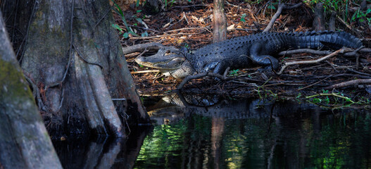 A beautiful American alligator (Alligator mississippiensis) relaxing on the bank of a river beside the bases of cypress trees in Highlands Hammock State Park, Florida.
