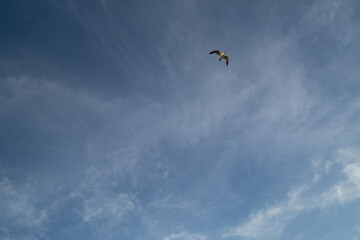 Bird in the skye