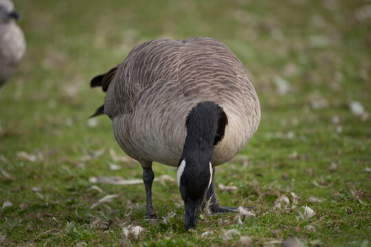Canada Goose Grazing on Green Grass
