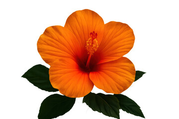 Orange hibiscus blooming with green leaves, isolated tropical flower on transparent background