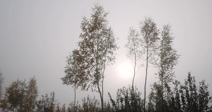 foliage on a birch tree in cloudy autumn weather in the forest, foggy morning and deciduous birch tree with the last yellow foliage before the fall, foggy weather with thick fog