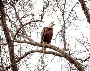 Eagle squawking while perched on a limb