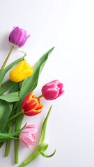 Fototapeta premium Colorful Tulip Bouquet on White Background - A Springtime Delight.