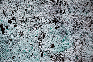 layers of dried moss on the wall