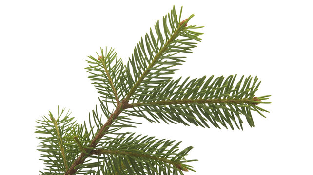 Detailed evergreen tree branch close-up, ideal for holiday designs and natural texture overlays