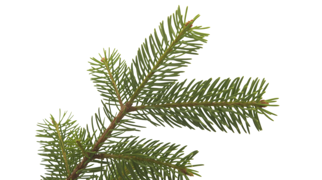 Detailed evergreen tree branch close-up, ideal for holiday designs and natural texture overlays