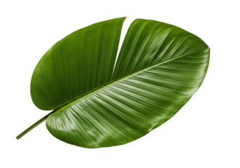 Tropical leaf for a vibrant, modern design, botanical freshness for eco-friendly brands, nature inspired graphic element, lush green texture for summer
