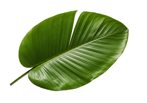 Tropical leaf for a vibrant, modern design, botanical freshness for eco-friendly brands, nature inspired graphic element, lush green texture for summer