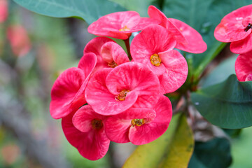 Obraz premium Close-up view of red Euphorbia Milii Desmoul or Crown of Thorns flower blooming on green leaf 