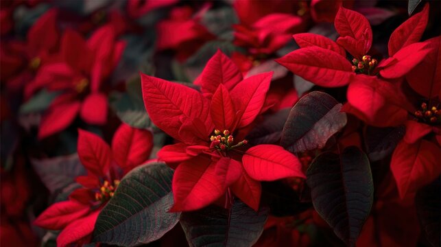 A tree made of vibrant red poinsettia flowers, with dark green leaves as accents, opulent and botanical, macro photography