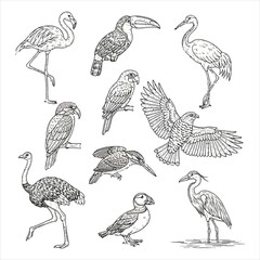 Obraz premium Diverse collection of hand-drawn wild birds