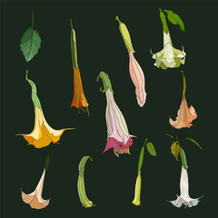 Set brugmansia flower, The name "angel's trumpet" refers to the large, pendulous, trumpet-shaped flowers, 14&ndash;50 cm. Vector illustration