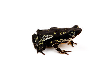 Fototapeta premium Stummelfußfrosch // Pebas stubfoot toad (Atelopus spumarius) - Surinam