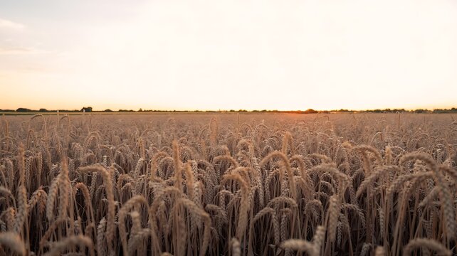 Golden wheat field at sunset with a clear sky in the background