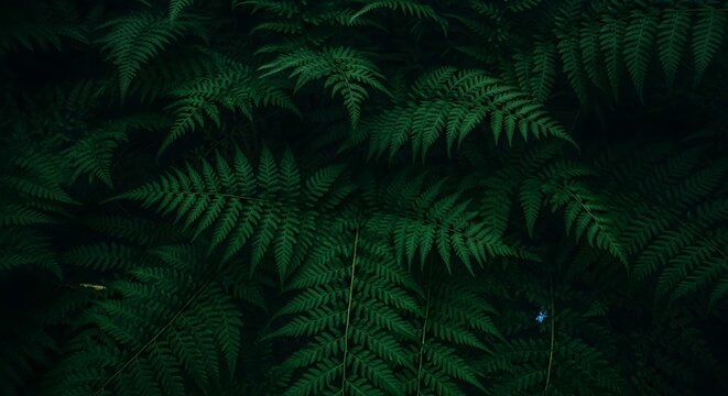 A dense cluster of dark green fern fronds creates a lush, natural texture, perfect for backgrounds and designs evoking nature and tranquility