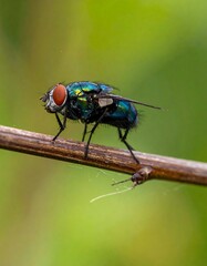 Naklejka premium Close-up of a iridescent blow fly perched on a twig.