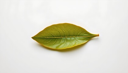 An isolated leaf on a plain surface in an extreme close up photograph.