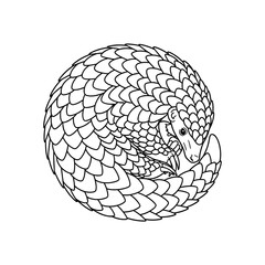 A black-and-white illustration of a curled-up pangolin with detailed overlapping scales.