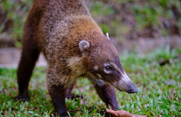 white-nosed coati looking for food near people