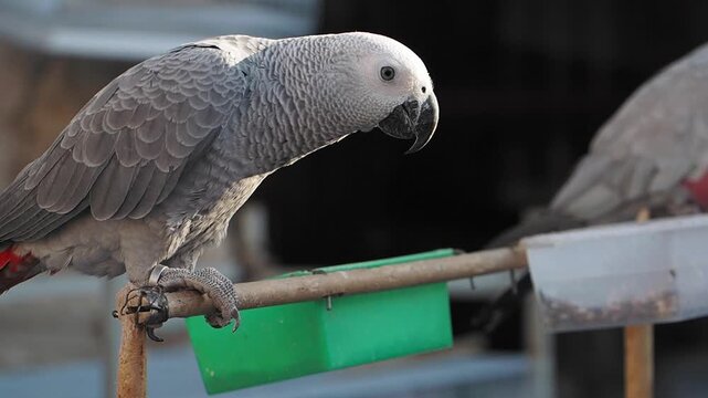 African grey parrot perched on a branch outdoors