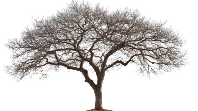 Leafless tree with bare branches and intricate bark showcasing winter season detail and natural stark beauty isolated on white background