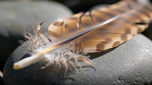 A barred feather rests on a grey pebble detailed with white fluff capturing the texture and muted tones in natural sunlight