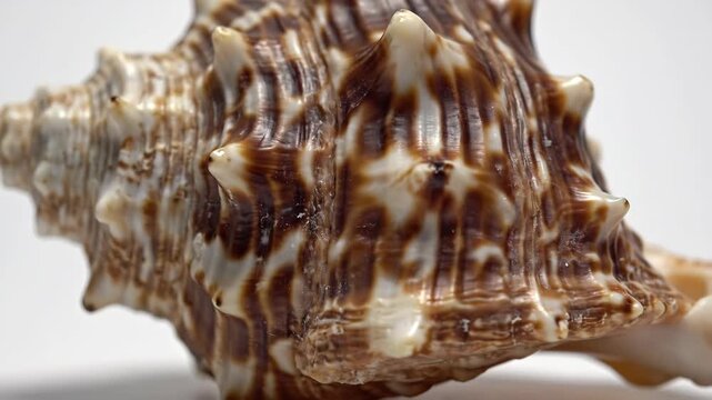 Spiked Seashell Close-Up - This is a close-up shot of a spiked seashell with a detailed brown and white pattern. The shell is set against a plain white background.