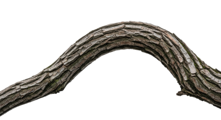 Closeup of Curved Tree Bark Texture for Nature Design.