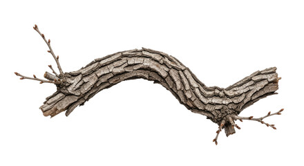 Obraz premium Closeup of Gnarled Tree Branch with Twisted Bark.