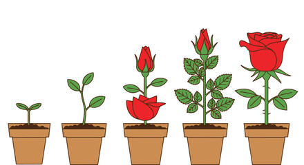 Watch a beautiful red rose blossom grow in stages, from start to finish