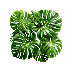 Monstera leaves composition on black background