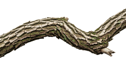 Closeup of Tree Branch with Bark Texture 19.