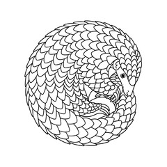 Pangolin curled into a defensive ball. Detailed black line art illustration of scaled mammal on white background.
