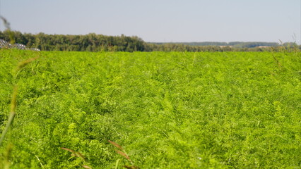 A Serene and Lush Carrot Green Agricultural Field Sprawls Beneath a Clear and Bright Sky Above