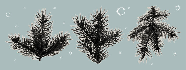 A spruce branch cut out for scrapbooking. A set of Christmas plants with needles on old paper with a torn edge. Vintage stickers of fir and pine branches. Contemporary collage art, halftone vector.