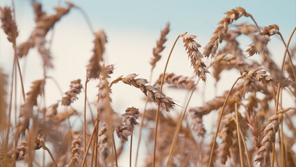 A beautiful golden wheat field stretches out under a clear, vibrant blue sky above it