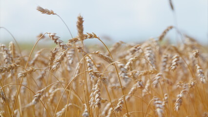 Fototapeta premium A Beautiful Golden Wheat Field Spreading Under a Bright and Clear Sky Blue Above