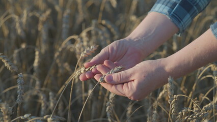 Harvesting Wheat Capturing the True Essence of Grain Production in our Agricultural Landscapes