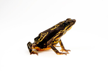 Pebas stubfoot toad // Stummelfußfrosch (Atelopus spumarius) 