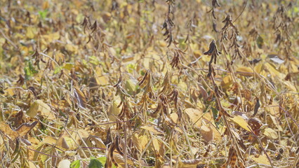 A picturesque Golden Soybean Harvest Field blooming in the vibrant season of Autumn